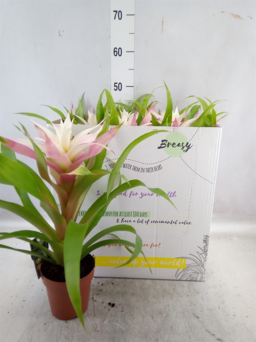 Guzmania  'Deseo Magical White'