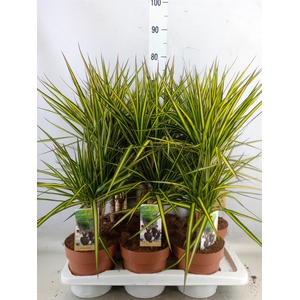 Dracaena marg. 'Sunray'