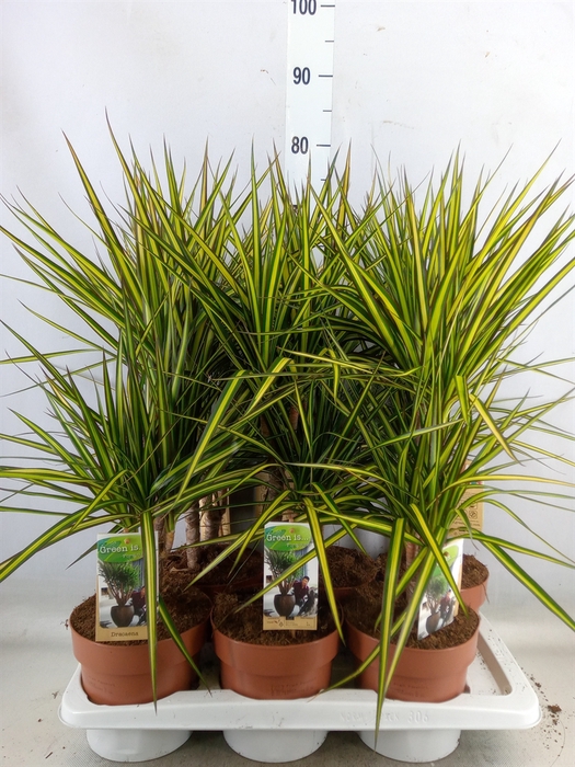 <h4>Dracaena marg. 'Sunray'</h4>