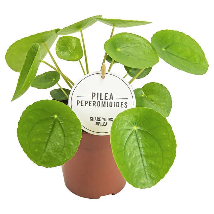 <h4>Pilea peperomoides</h4>