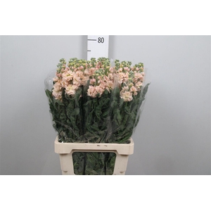 Matth Iron * Premium* Apricot