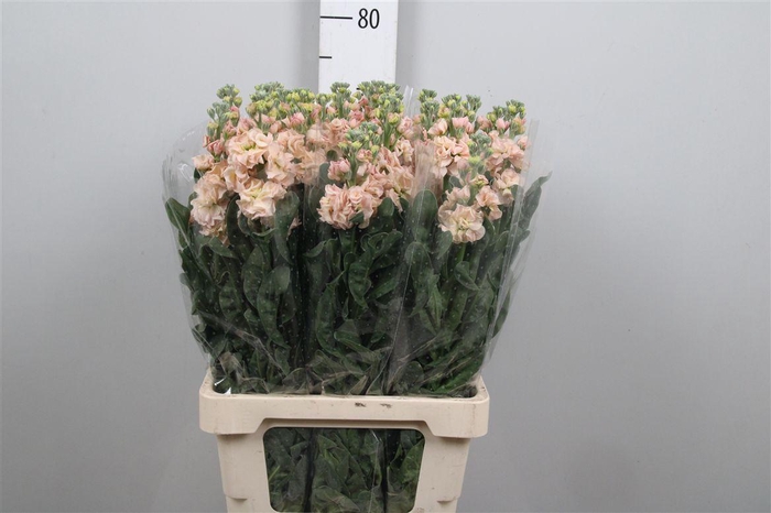 <h4>Matth Iron * Premium* Apricot</h4>