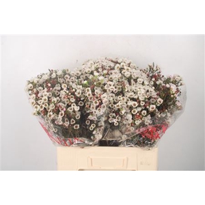 Chamelaucium Moonlight Delight White