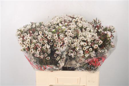 <h4>Chamelaucium Moonlight Delight White</h4>