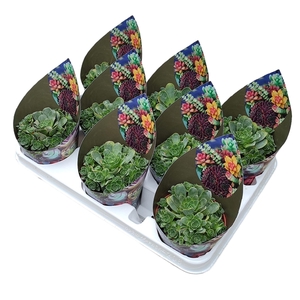 GREENOVIA AUREA - POT Ø 10,5 - COLLECTION WITH POTCOVER (SUCCULENTEN)