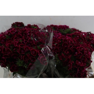 Di Barb Breanthus Jolly Purple Pink