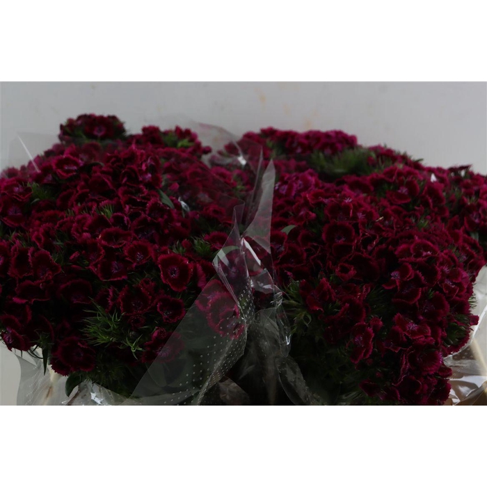 <h4>Di Barb Breanthus Jolly Purple Pink</h4>