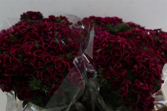 <h4>Di Barb Breanthus Jolly Purple Pink</h4>