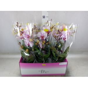 Phalaenopsis   ...rose