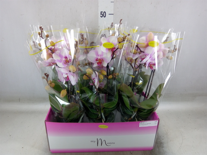 <h4>Phalaenopsis   ...rose</h4>