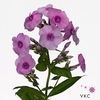 PHLOX P FONDANT FANC