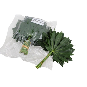 Aralia Small V P X 5