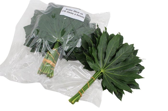 <h4>Aralia Small V P X 5</h4>