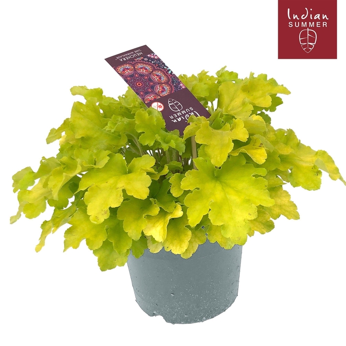 <h4>Heuchera Indian Summer P19 Lime</h4>