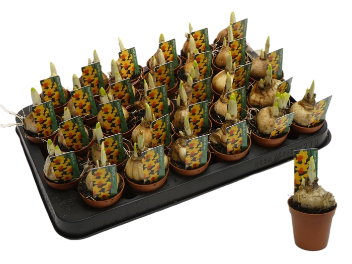 <h4>NARC C JETFIRE</h4>