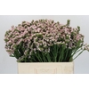 Limonium sinuatum Apricot Sun Birds