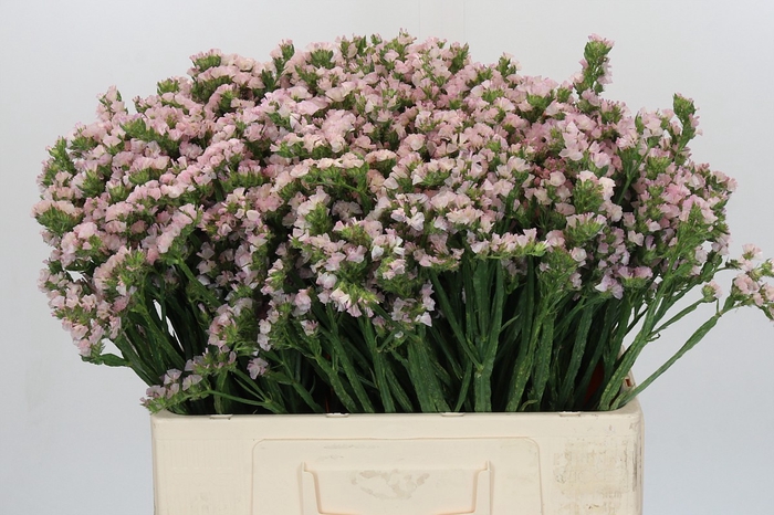 Limonium sinuatum Apricot Sun Birds