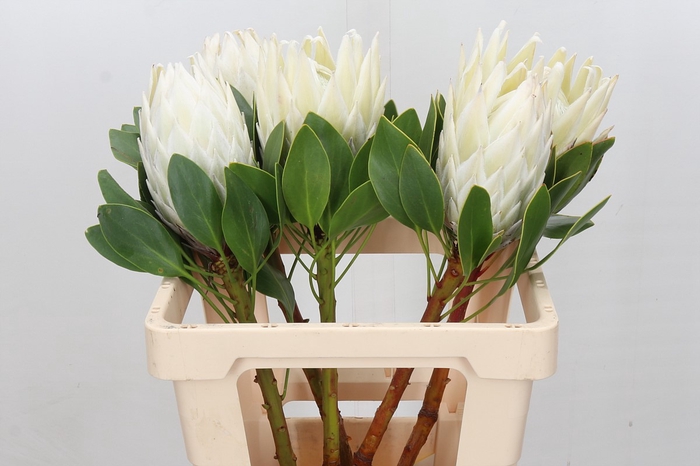 <h4>Protea Cyn. Ayoba Arctic Ice</h4>