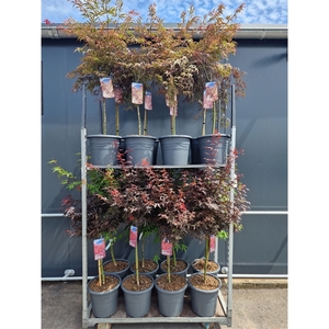 Acer palmatum 50st. p33 Mix