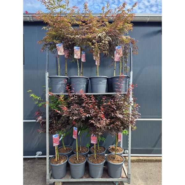 <h4>Acer palmatum 50st. p33 Mix</h4>