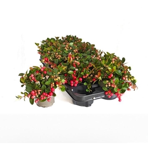 GAULTH PR BIG BERRY
