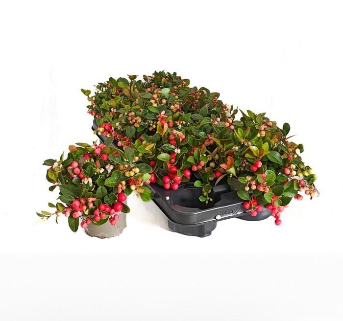 <h4>GAULTH PR BIG BERRY</h4>