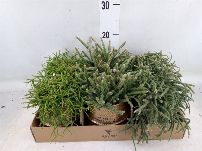 <h4>Rhipsalis   ...mix</h4>