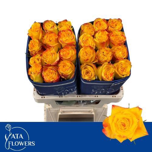 <h4>R GR HIGH & M YEL FL</h4>