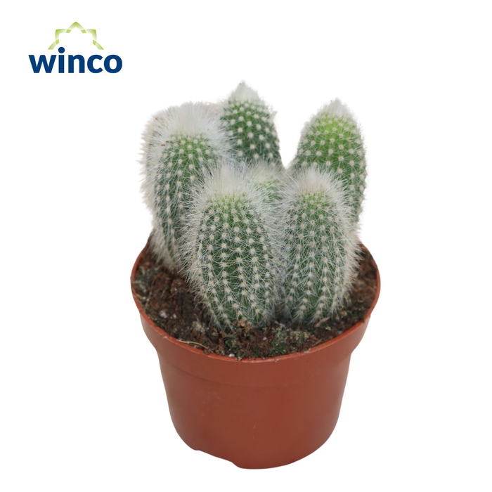 <h4>Cleistocactus Straussi</h4>