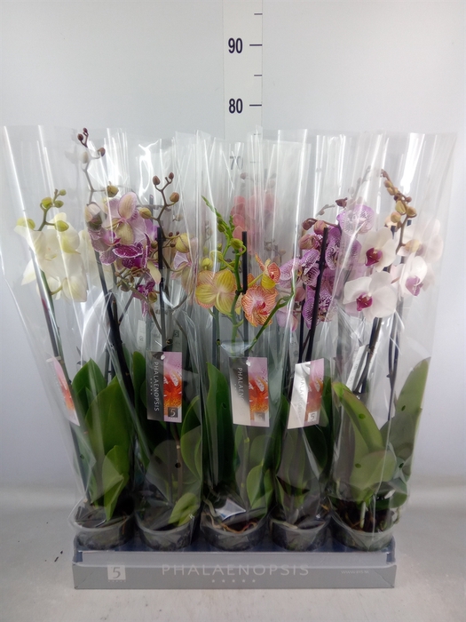 <h4>Phalaenopsis   ...mix  8</h4>