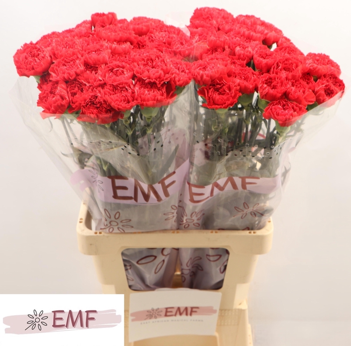 <h4>DI ST PELAYO</h4>