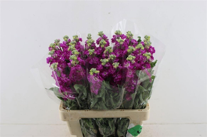 <h4>MATTH PHANT RED</h4>