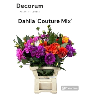Dahlia Couture Mix 996