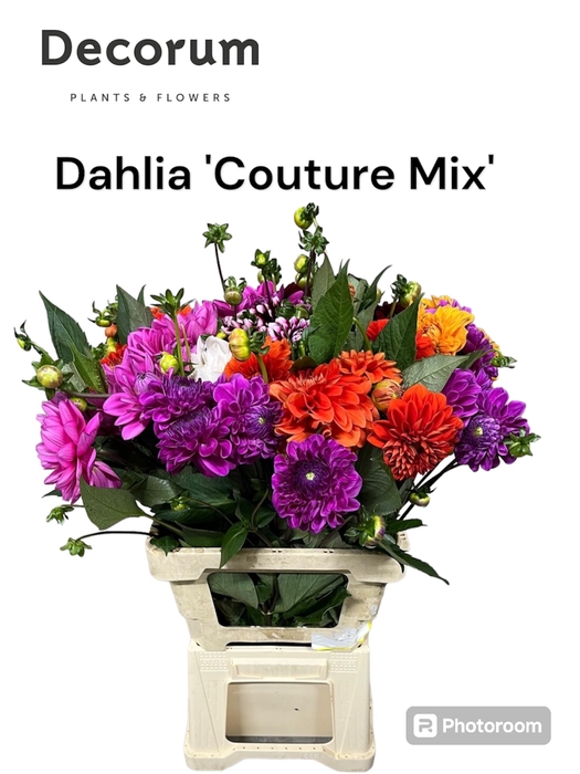 Dahlia Couture Mix 996