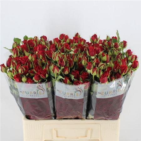 <h4>R Tr Mirabel</h4>