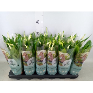 Spathiphyllum  'Chopin'