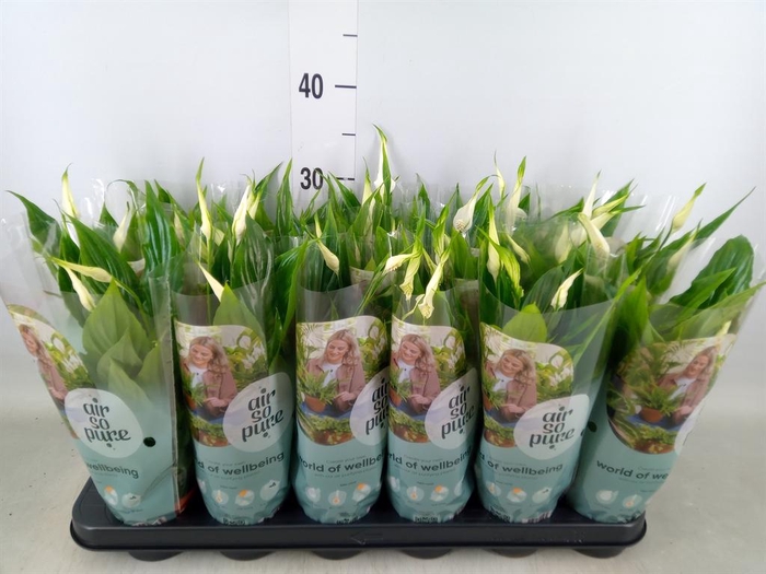 <h4>Spathiphyllum  'Chopin'</h4>