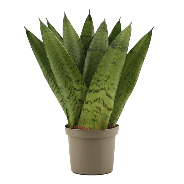 <h4>Sansevieria Zeylanica Fan 9 cm</h4>