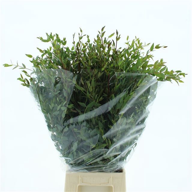 <h4>EUC PARVIFOLIA P BS</h4>