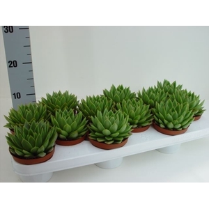 Echeveria agavoides
