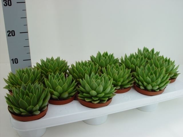 <h4>Echeveria agavoides</h4>