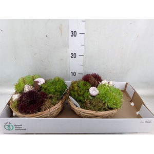 Arr.  Sempervivum L%