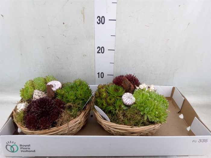 <h4>Arr.  Sempervivum L%</h4>