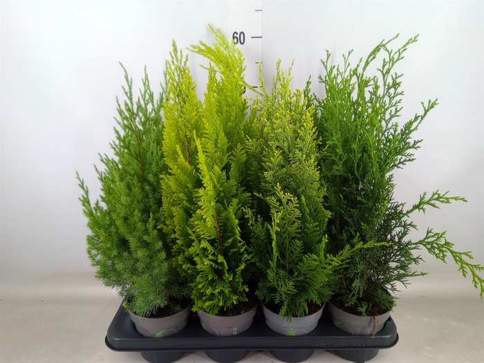 <h4>Conifers   ...mix</h4>