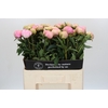 Paeonia Dinner Plate