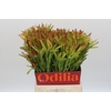 Leucadendron Ayoba Cherry Pearl Spray