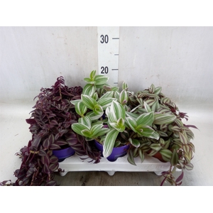 Tradescantia   ...mix