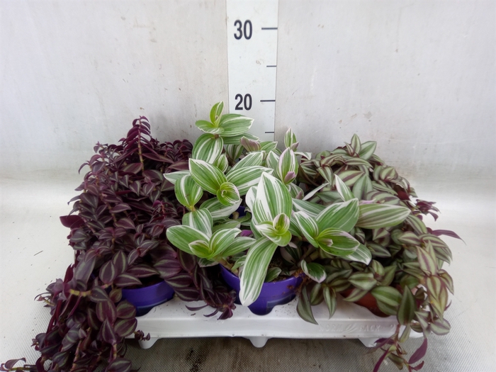 <h4>Tradescantia   ...mix</h4>