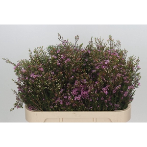 Chamelaucium Purple Pride