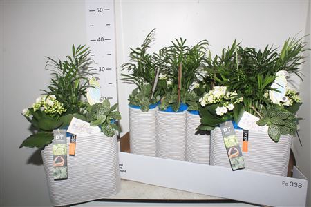 <h4>Arr Kamerpl In Deco Pot</h4>